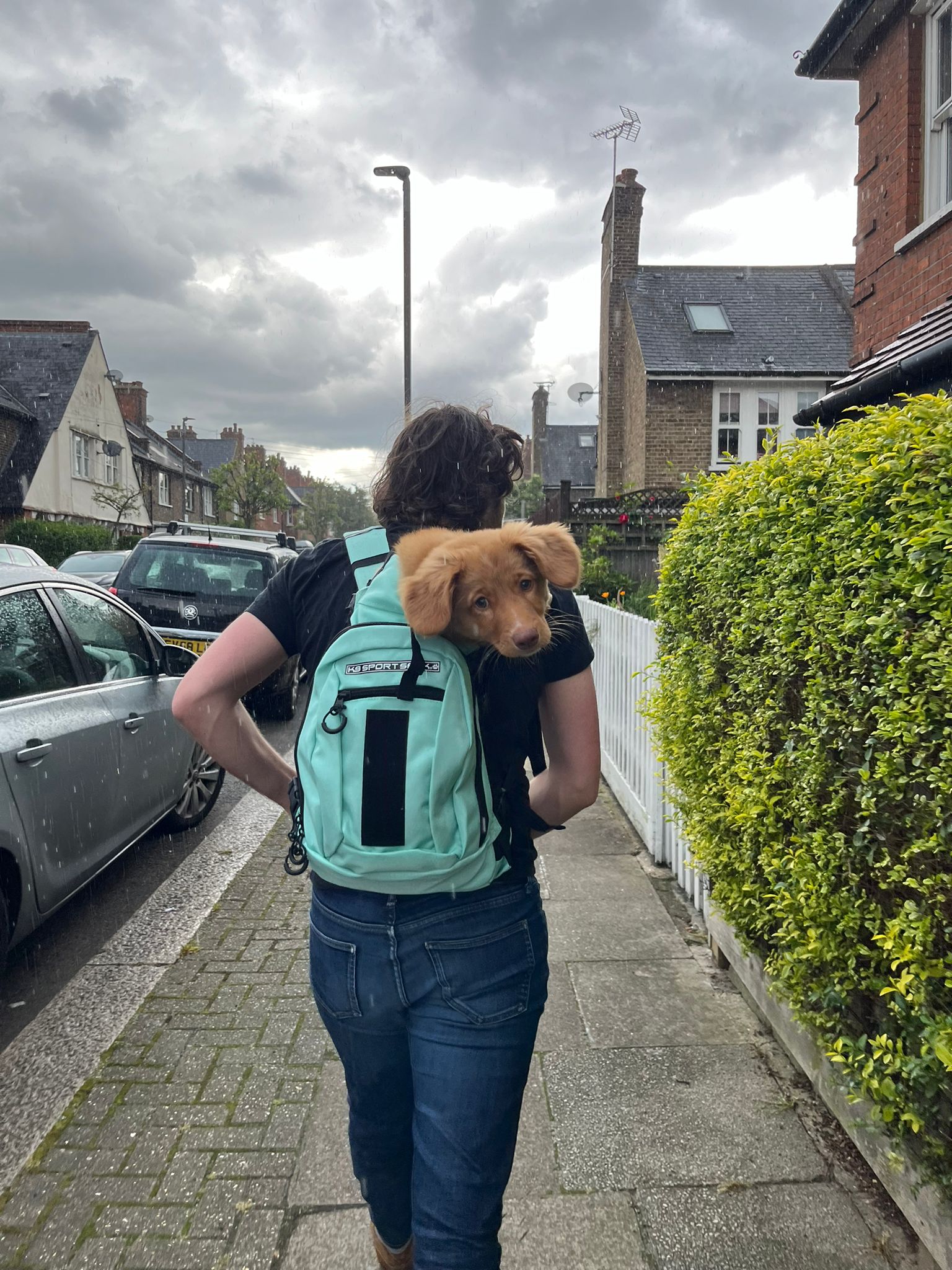 A picture of a puppy in a rucksack being carried by a man (me!). It is raining.