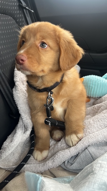 A picture of a small ginger coloured puppy sat on the back seat of a car.