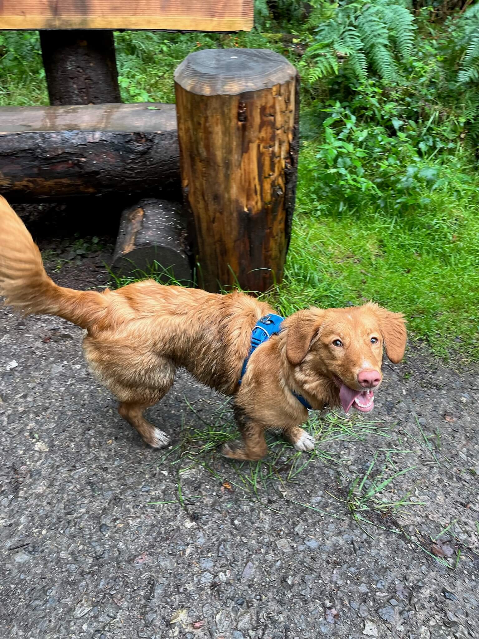 A picture of a ginger dog next to a bench made out of tree trunks. The dog is wet and a bit muddy.