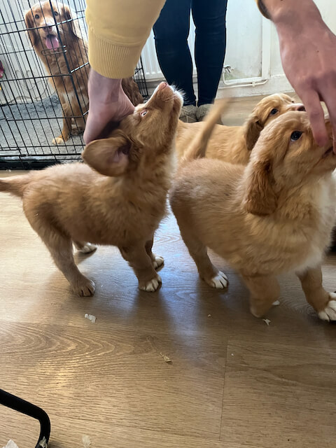 Three toller puppies being stroked with a fully grown toller dog in the background sat in her crate. One of the puppies is trying to nibble the fingers of the person stroking them.